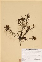 藏品(臺灣龍膽)的圖片